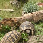 2 Griechische Landschildkröten, weiblich, NZ 7/2011