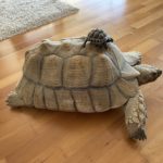25jährige weibliche Spornschildkröte zu verkaufen