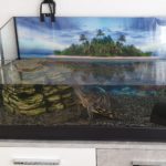 Rotwangen Wasserschildkröte