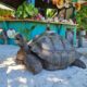 Riesenschildkröten Seychellen