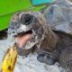 Seychellen-Riesenschildkröten