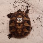 Griechische Landschildkröten (testudo hermanni)