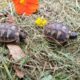 Griechische Landschildkrötenbabys im Besuchergehege
