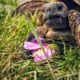 Griechische Landschildkröte bei ihrer Lieblingsspeise: Hibiskus