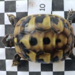 Griechische Landschildkröten NZ 2020 zu verkaufen