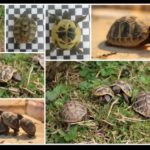 Griechische Landschildkröten - Testudo hermanni Nachzuchten von 2021 im Frühjahr 2022 abzugeben