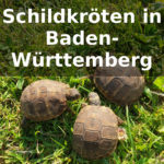 Schildkröten Baden-Württemberg