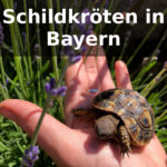 Schildkröten Bayern