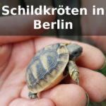 Schildkröten Berlin