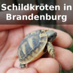 Schildkröten-Züchter Brandenburg