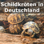 Schildkröten Deutschland