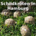 Schildkröten-Züchter Hamburg
