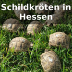 Schildkröten Hessen