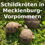 Schildkröten Mecklenburg-Vorpommern