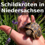 Schildkröten-Züchter Niedersachsen