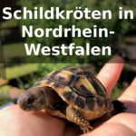 Schildkröten-Züchter Nordrhein-Westfalen
