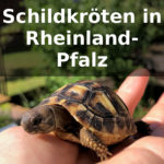 Schildkröten Rheinland-Pfalz