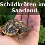 Schildkröten Kleinanzeigen Saarland