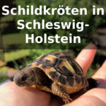 Schildkröten Kleinanzeigen Schleswig-Holstein