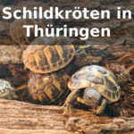 Schildkröten Thüringen