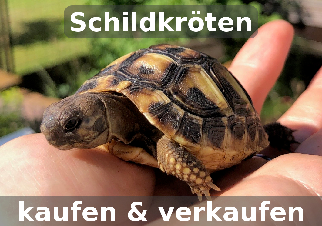 Schildkröten freilandgehege - Alle Favoriten unter allen verglichenenSchildkröten freilandgehege!