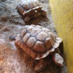 Spornschildkröten-Brüder zu verkaufen