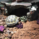 Vierzehenschildkröte zu verkaufen