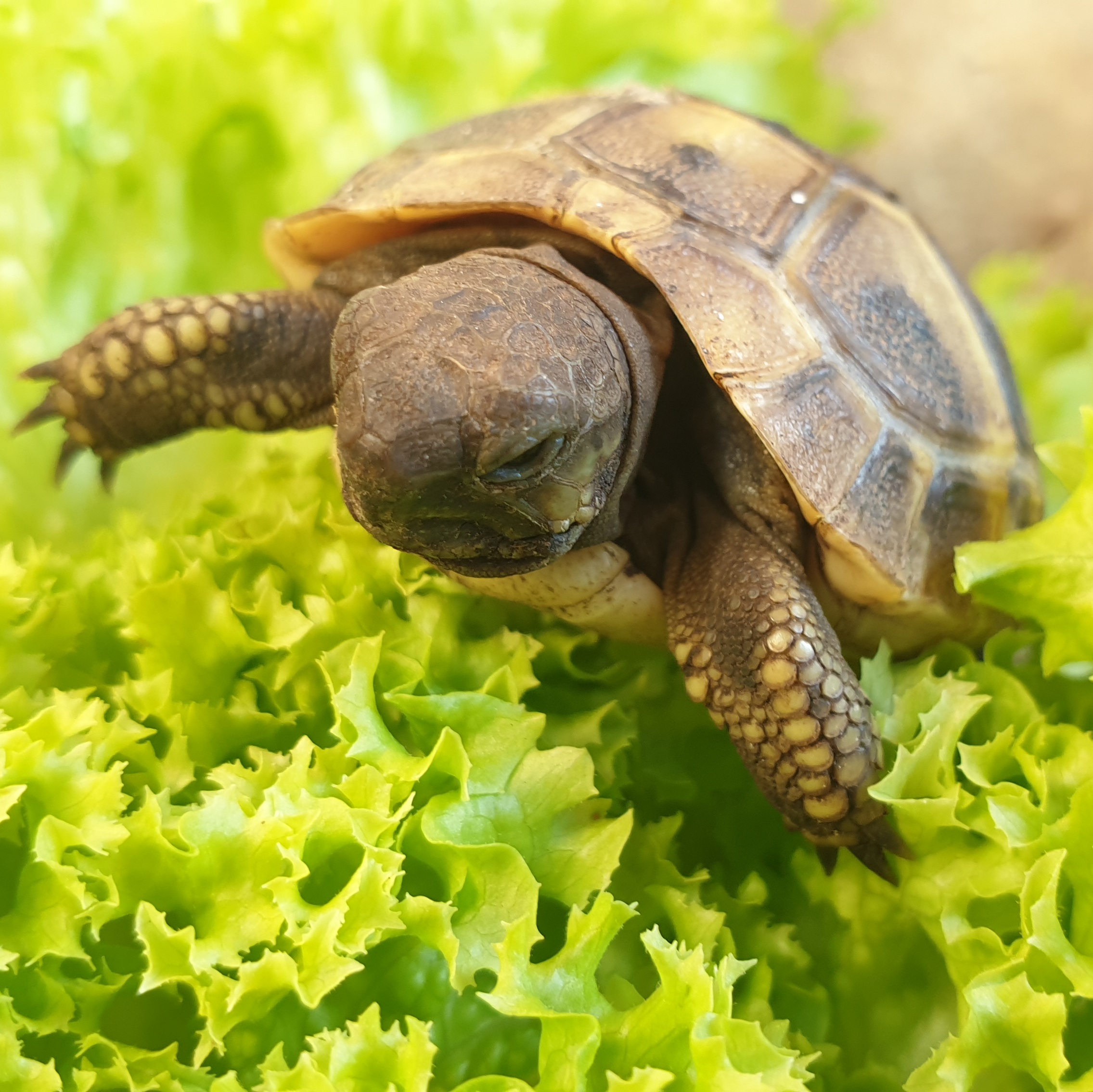 Leonardo erklimmt den Salat (griech. Landschildkröte, 6 Monate)