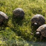 3 junge griechische Landschildkröten abzugeben