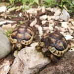Breitrandschildkröten NZ 2020