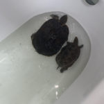 Gelbwangenschildkröte und Chinesische Dreikielschildkröte