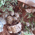 Kontaktaufnahme mit Schildkröten-Züchter Schilda (75031 Eppingen)