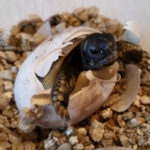 Griechische Landschildkröten NZ 2021 zu verkaufen