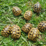 Griechische Landschildkröten Nachzuchten 2021