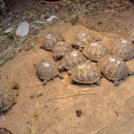 Maurische Schildkröten (Testudo graeca ibera) aus 2021