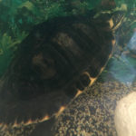 Wasserschildkröte zu verkaufen