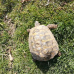 verkaufe 2 adulte griechische Landschildkröten sowie 2 Breitrand