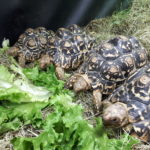 2 Panther Schildkröten NZ Geochelone pardalis babcocki