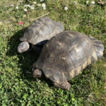 Breitrandschildkröten Testudo marginata