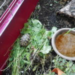 Kontaktaufnahme mit Schildkröten-Züchterin Petra (35083 Wetter)