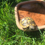 Kontaktaufnahme mit Schildkröten-Züchterin Andrea (66271 Kleinblittersdorf)