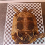 Kontaktaufnahme mit Schildkröten-Züchterin Andrea (65529 Waldems)
