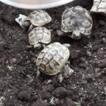 Kontaktaufnahme mit Schildkröten-Züchter Graeca (49808 Lingen)