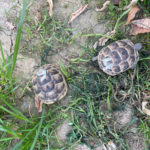 Kontaktaufnahme mit Schildkröten-Züchter Oliver (61200 Wölfersheim)