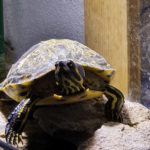 Cumberland Wasserschildkröte