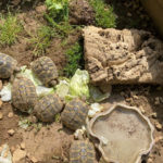 Verkaufe 2 griechische Landschildkröten, geboren im Jahr 2017