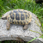 Kontaktaufnahme mit Schildkröten-Züchterin Anja Freier (92334 Berching)