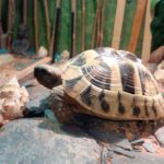 Griechische Landschildkröte zu verkaufen