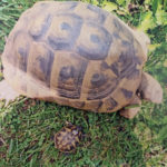 Kontaktaufnahme mit Schildkröten-Züchterin Christiane Nau (34596 Bad Zwesten)
