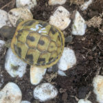 Kontaktaufnahme mit Schildkröten-Züchter Skodic (82024 Taufkirchen)